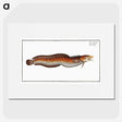 2-94_Ichtyologie-ou-Histoire-naturelle_picture