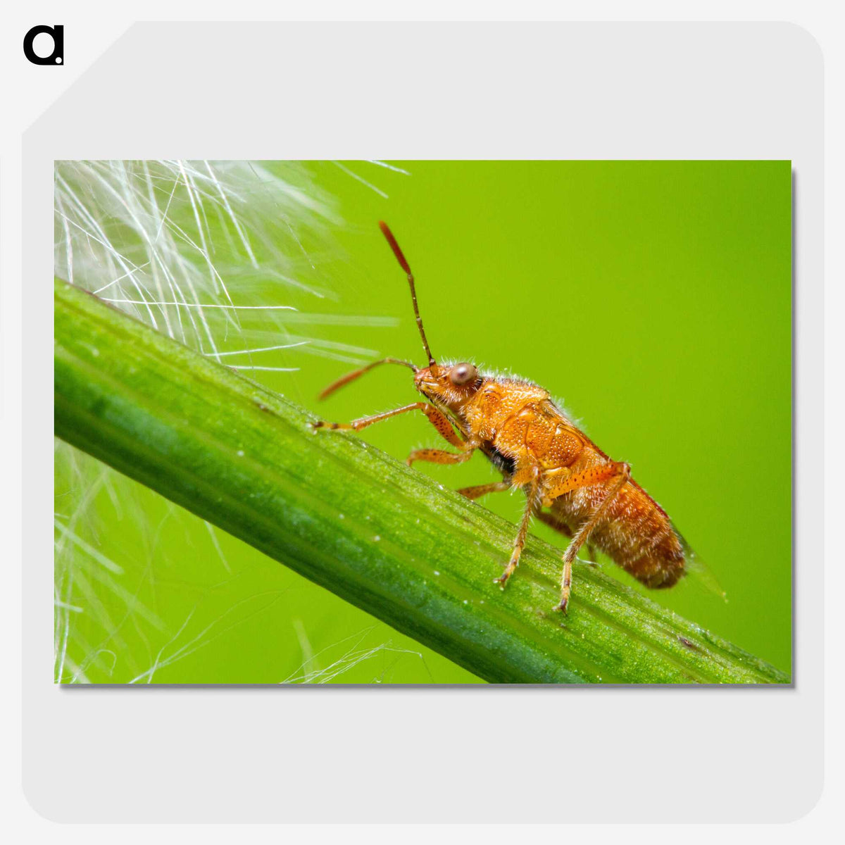 2-94_Insects-Unlocked-Project_picture-crop