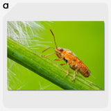 2-94_Insects-Unlocked-Project_picture-crop