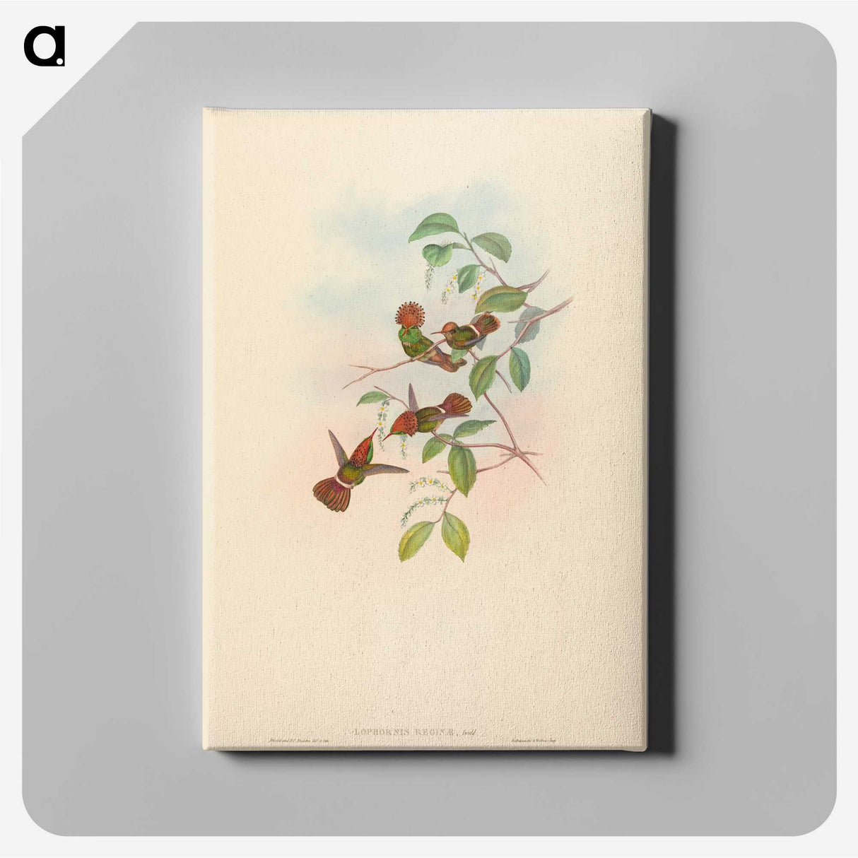 2-94_John-Gould_canvas