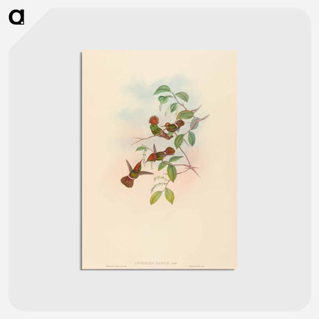 アートポストカード-Spangled Coquette
 - ジョン グールド Postcard.