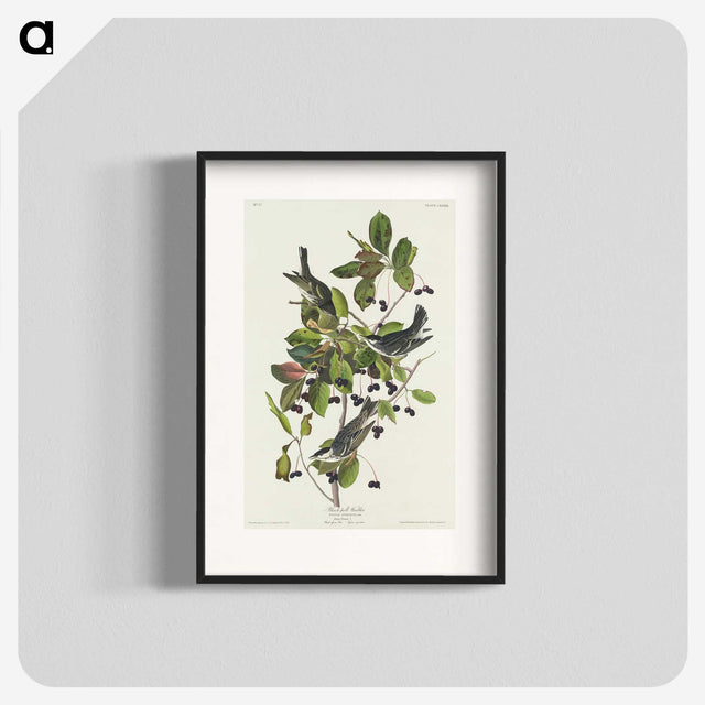 2-94_John-James-Audubon_blk