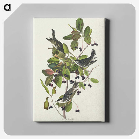 2-94_John-James-Audubon_canvas