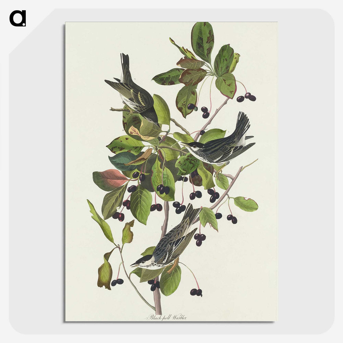 2-94_John-James-Audubon_picture-crop