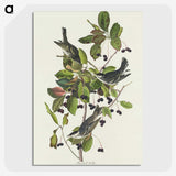 2-94_John-James-Audubon_picture-crop