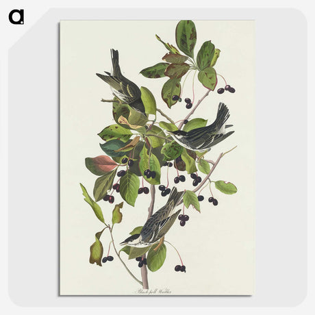 2-94_John-James-Audubon_picture-crop