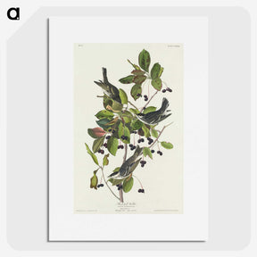 2-94_John-James-Audubon_picture