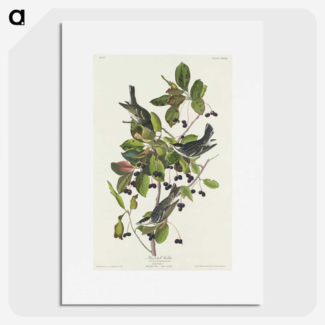 2-94_John-James-Audubon_picture