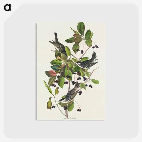 アートポストカード-Black-poll Warbler
 - ジョン ジェームス オーデュボン Postcard.