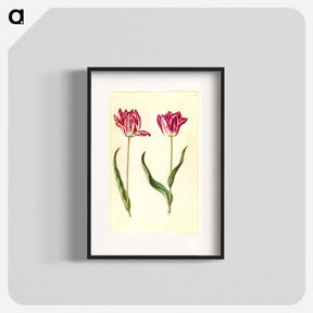 アートポスター-Tulipa gesneriana
 - マリア ジビーラ メーリアン Poster.