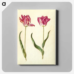 2-94_Maria-Sibylla-Merian_canvas