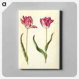 アートパネル-Tulipa gesneriana
 - マリア ジビーラ メーリアン Canvas.