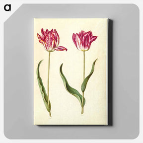 アートパネル-Tulipa gesneriana
 - マリア ジビーラ メーリアン Canvas.