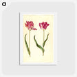 アートポストカード-Tulipa gesneriana
 - マリア ジビーラ メーリアン Postcard.