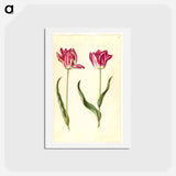 アートポストカード-Tulipa gesneriana
 - マリア ジビーラ メーリアン Postcard.