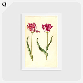 アートポストカード-Tulipa gesneriana
 - マリア ジビーラ メーリアン Postcard.