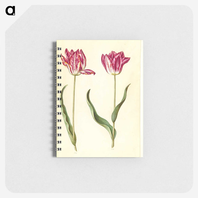 2-94_Maria-Sibylla-Merian_memo