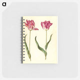アートメモ帳-Tulipa gesneriana
 - マリア ジビーラ メーリアン Memo.