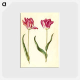 アートポストカード-Tulipa gesneriana
 - マリア ジビーラ メーリアン Postcard.