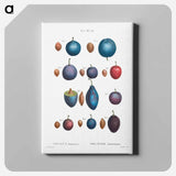 アートパネル-Common plums, Prunus domestafrom Traité des Arbres et Arbustes que l’on cultive en France en pleine terre - ピエール ジョゼフ ルドゥーテ Canvas.
