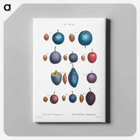 アートパネル-Common plums, Prunus domestafrom Traité des Arbres et Arbustes que l’on cultive en France en pleine terre - ピエール ジョゼフ ルドゥーテ Canvas.
