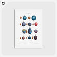 アートポストカード-Common plums, Prunus domestafrom Traité des Arbres et Arbustes que l’on cultive en France en pleine terre - ピエール ジョゼフ ルドゥーテ Postcard.