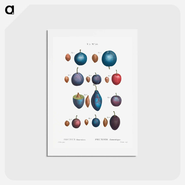 アートポストカード-Common plums, Prunus domestafrom Traité des Arbres et Arbustes que l’on cultive en France en pleine terre - ピエール ジョゼフ ルドゥーテ Postcard.