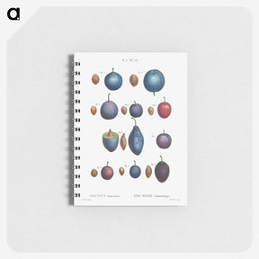 2-94_Pierre-Joseph-Redoute_memo