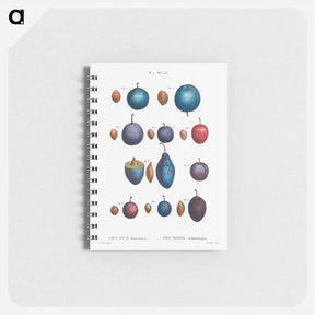 アートメモ帳-Common plums, Prunus domestafrom Traité des Arbres et Arbustes que l’on cultive en France en pleine terre - ピエール ジョゼフ ルドゥーテ Memo.