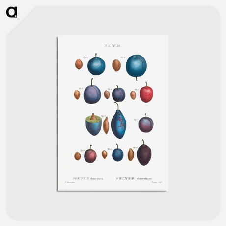 アートポストカード-Common plums, Prunus domestafrom Traité des Arbres et Arbustes que l’on cultive en France en pleine terre - ピエール ジョゼフ ルドゥーテ Postcard.