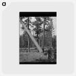 アートポストカード-Malheur National Forest
 - ラッセル リー Postcard.