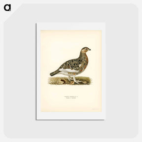 アートポストカード-Willow Ptarmigan
 - スヴェンスカ フォグラル Postcard.