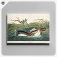 アートパネル-American Pied-billed from Birds of America
 - アメリカの鳥たち Canvas.