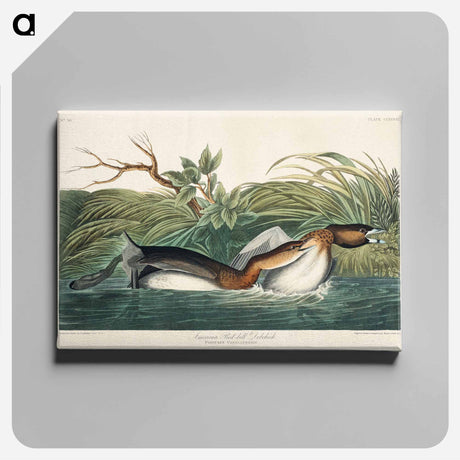 アートパネル-American Pied-billed from Birds of America
 - アメリカの鳥たち Canvas.