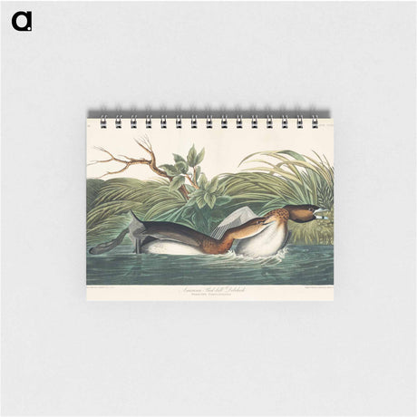 アートメモ帳-American Pied-billed from Birds of America
 - アメリカの鳥たち Memo.