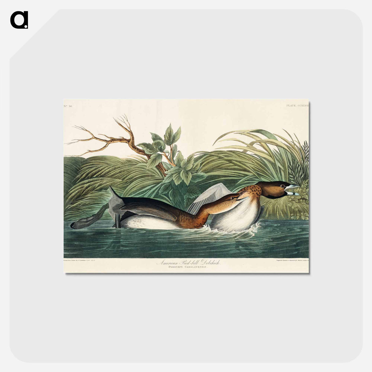アートポストカード-American Pied-billed from Birds of America
 - アメリカの鳥たち Postcard.