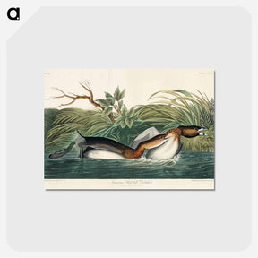 アートポストカード-American Pied-billed from Birds of America
 - アメリカの鳥たち Postcard.