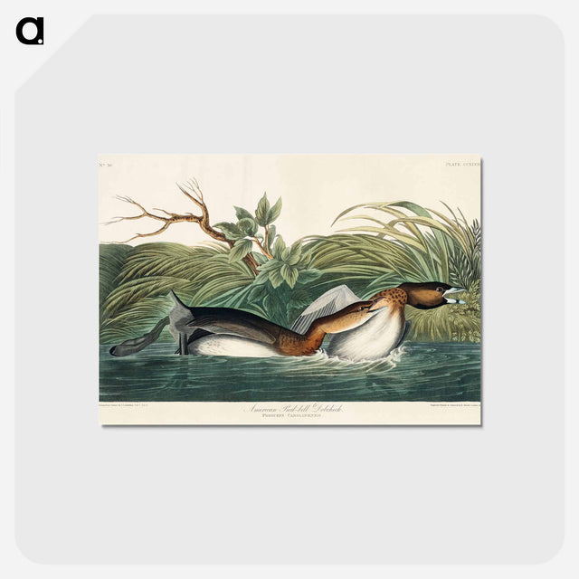 アートポストカード-American Pied-billed from Birds of America
 - アメリカの鳥たち Postcard.