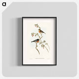 Scarlet-breasted Robin
 - オーストラリアの鳥 Poster.