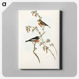 Scarlet-breasted Robin
 - オーストラリアの鳥 Canvas.