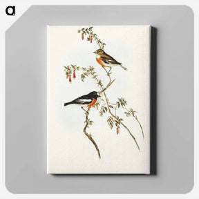 アートパネル-Scarlet-breasted Robin
 - オーストラリアの鳥 Canvas.