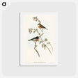 アートポストカード-Scarlet-breasted Robin
 - オーストラリアの鳥 Postcard.