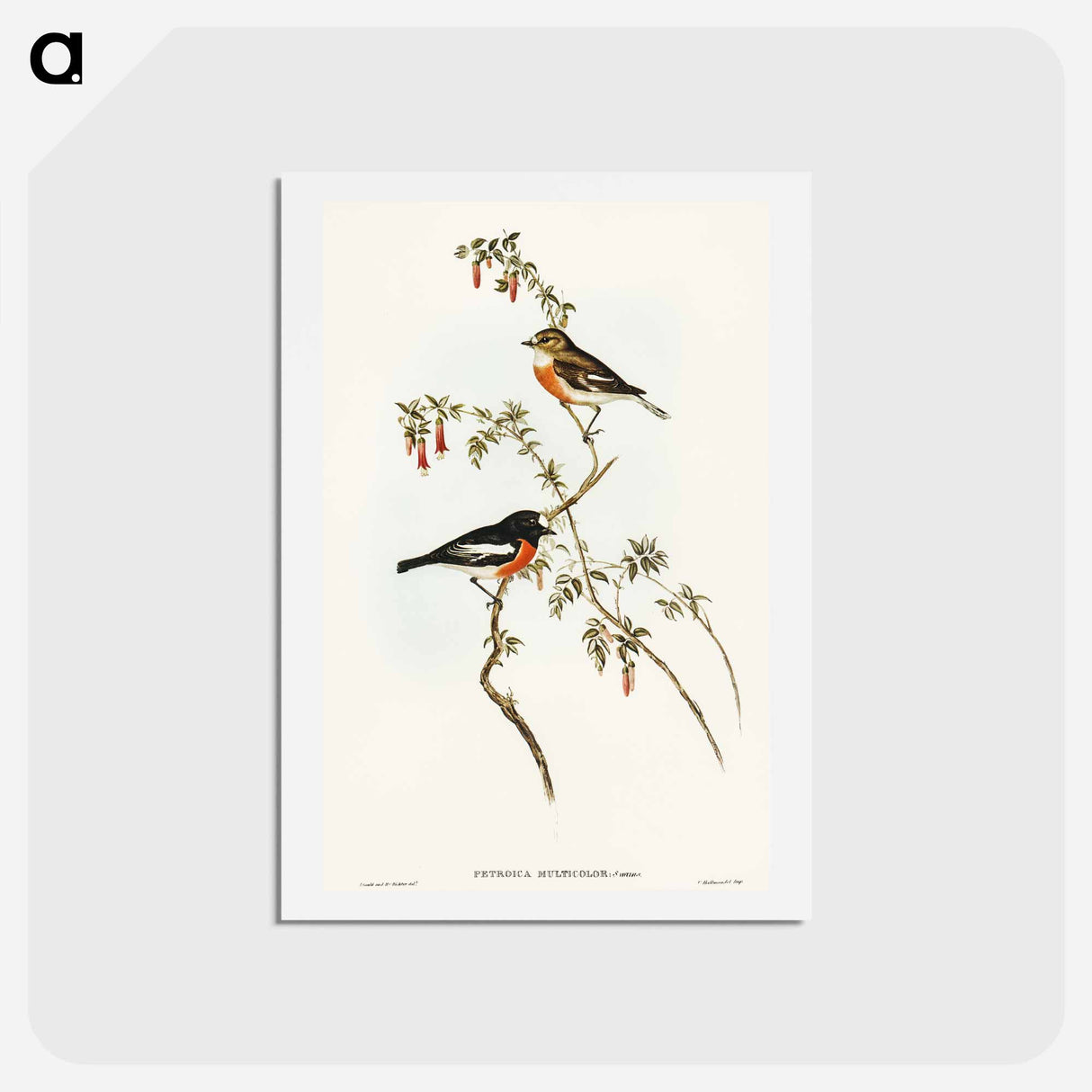 アートポストカード-Scarlet-breasted Robin
 - オーストラリアの鳥 Postcard.