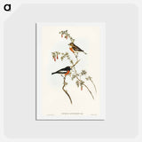 アートポストカード-Scarlet-breasted Robin
 - オーストラリアの鳥 Postcard.