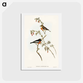 アートポストカード-Scarlet-breasted Robin
 - オーストラリアの鳥 Postcard.