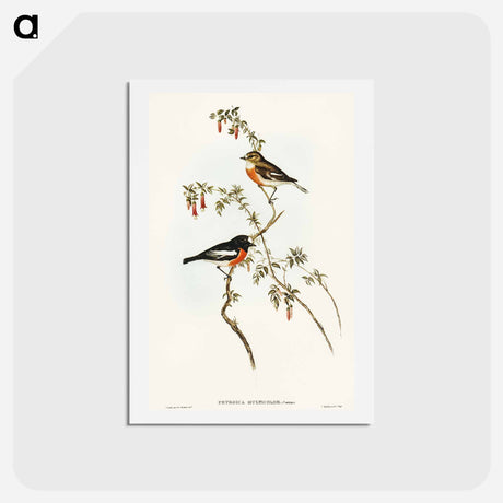 アートポストカード-Scarlet-breasted Robin
 - オーストラリアの鳥 Postcard.