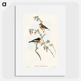 Scarlet-breasted Robin
 - オーストラリアの鳥 Poster.