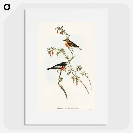アートポスター-Scarlet-breasted Robin
 - オーストラリアの鳥 Poster.