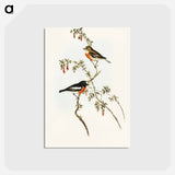 アートポストカード-Scarlet-breasted Robin
 - オーストラリアの鳥 Postcard.