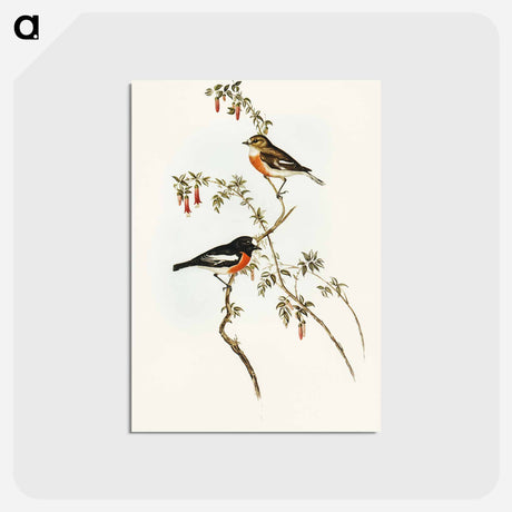 アートポストカード-Scarlet-breasted Robin
 - オーストラリアの鳥 Postcard.